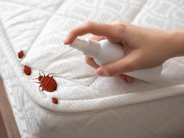 Best Cockroach Control Services  in Penitas, TX