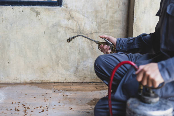 Best Rat Extermination Near Me  in Penitas, TX